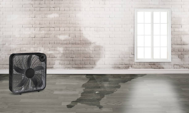 Best Mold removal after water damage  in San Bernardino, CA